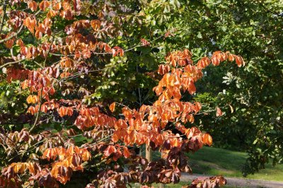 Parrotia persica - parocie perská - podzim